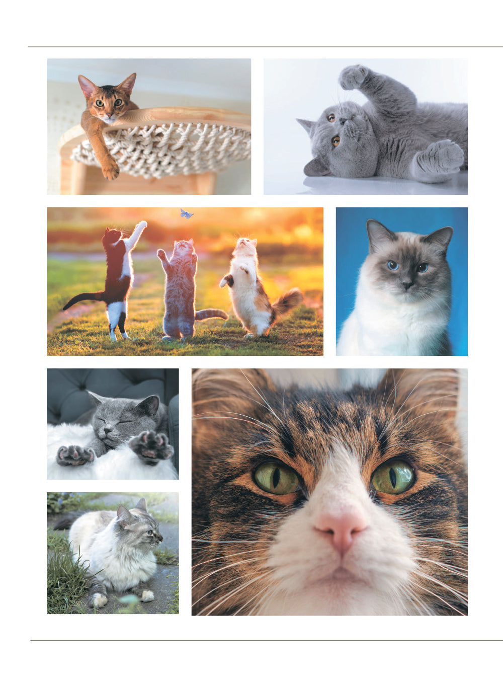 Кошки. Большая визуальная энциклопедия