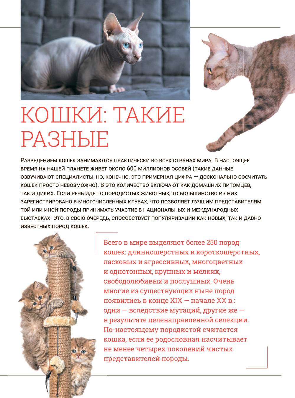 Кошки. Большая визуальная энциклопедия