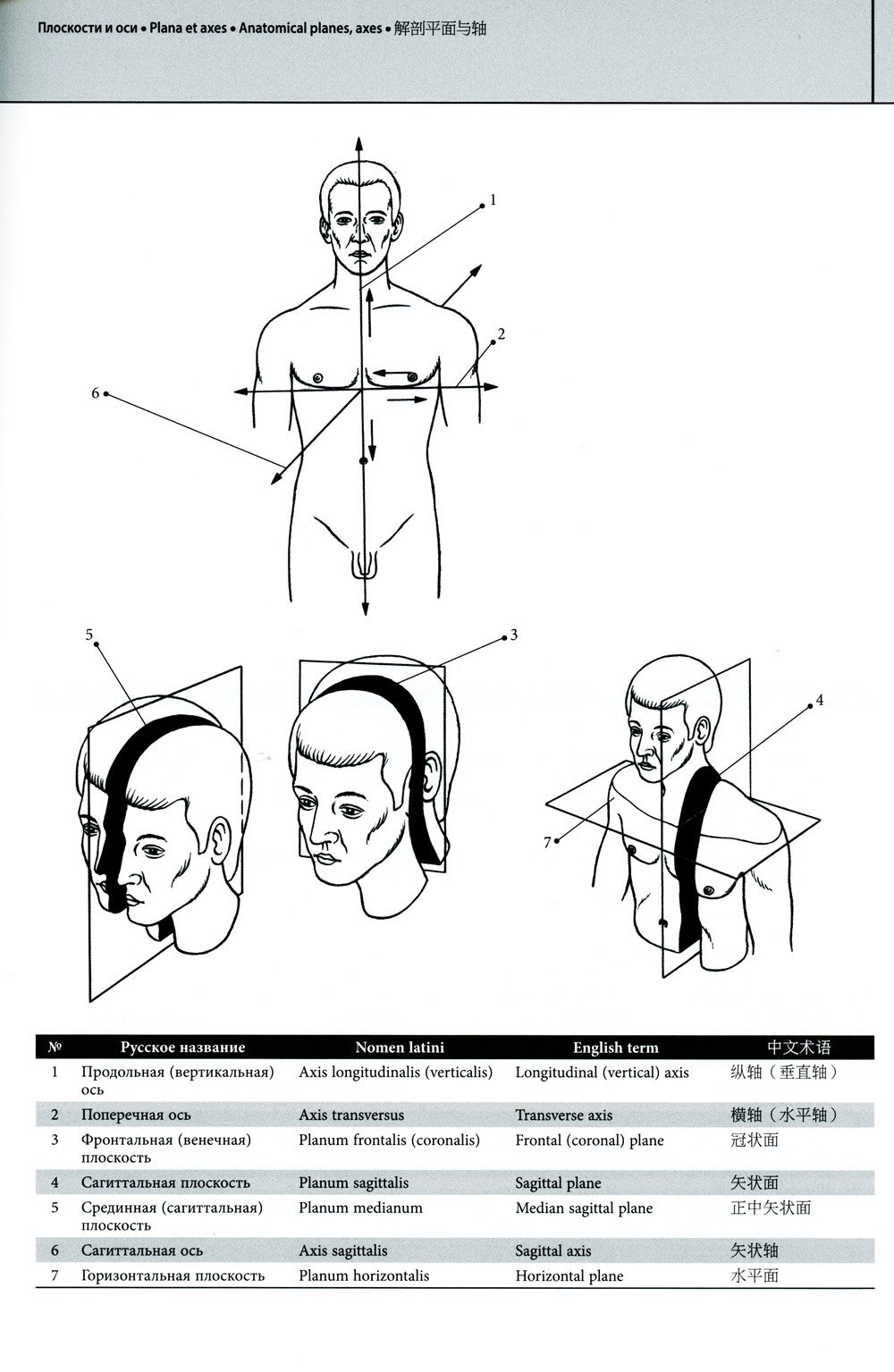 Мультилингвальный атлас анатомии человека. Т. 1: Учебно-наглядное пособие