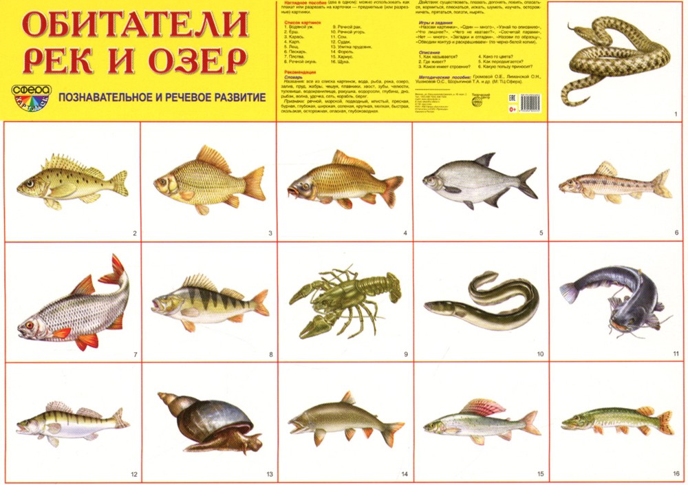 Демонстрационные картинки. Обитатели рек и озер: 16 демонстрационных картинок...
