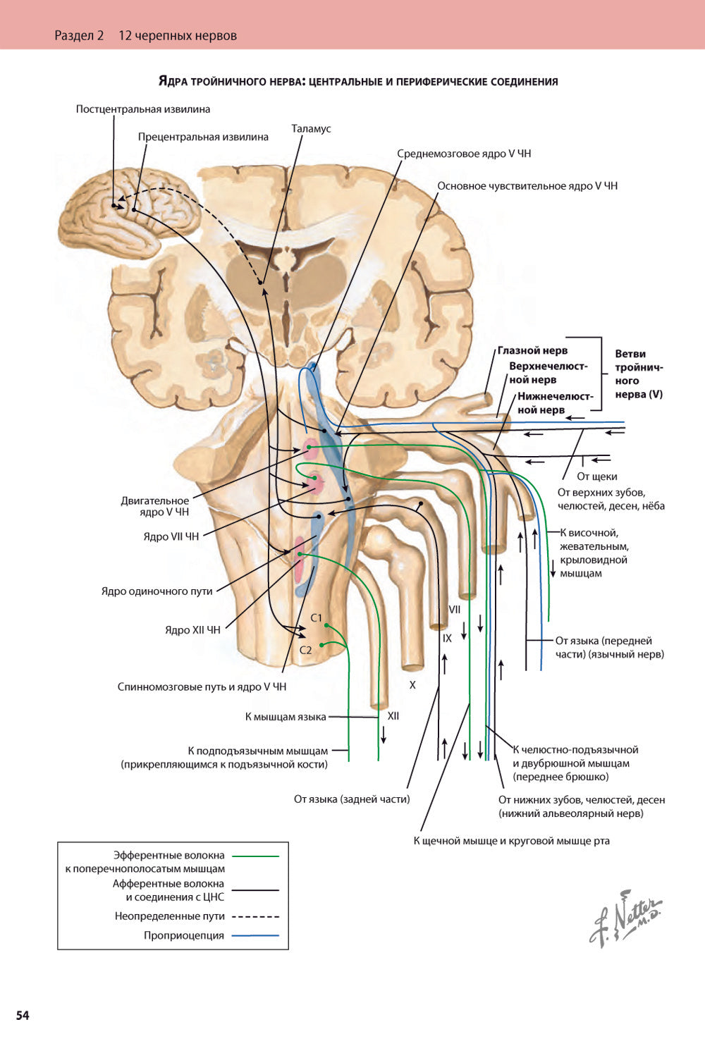 Черепные нервы. 2-е изд