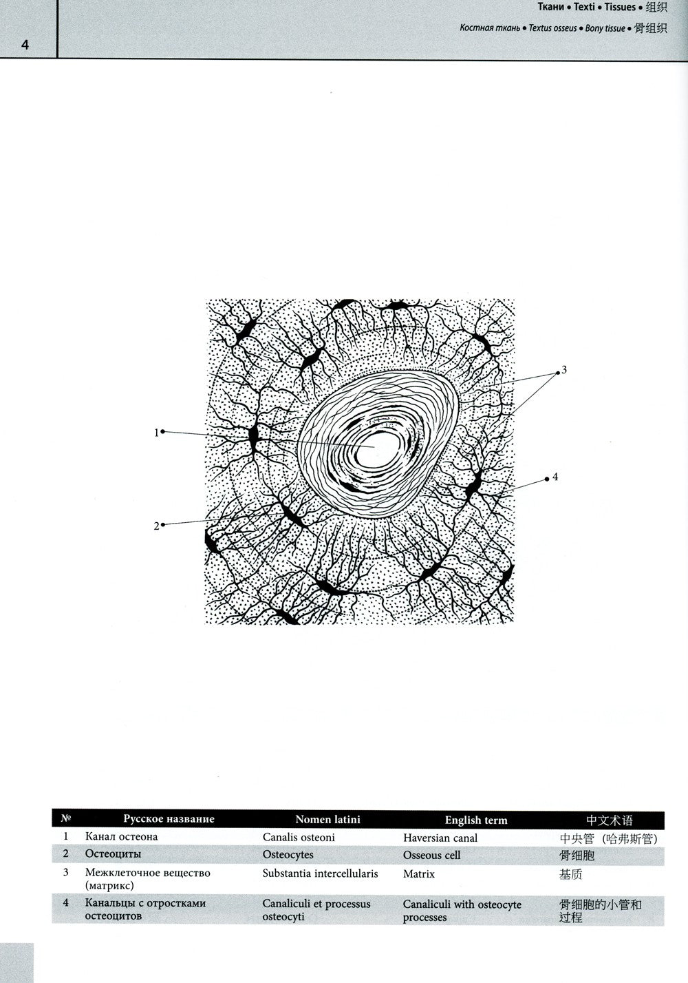 Мультилингвальный атлас анатомии человека. Т. 1: Учебно-наглядное пособие