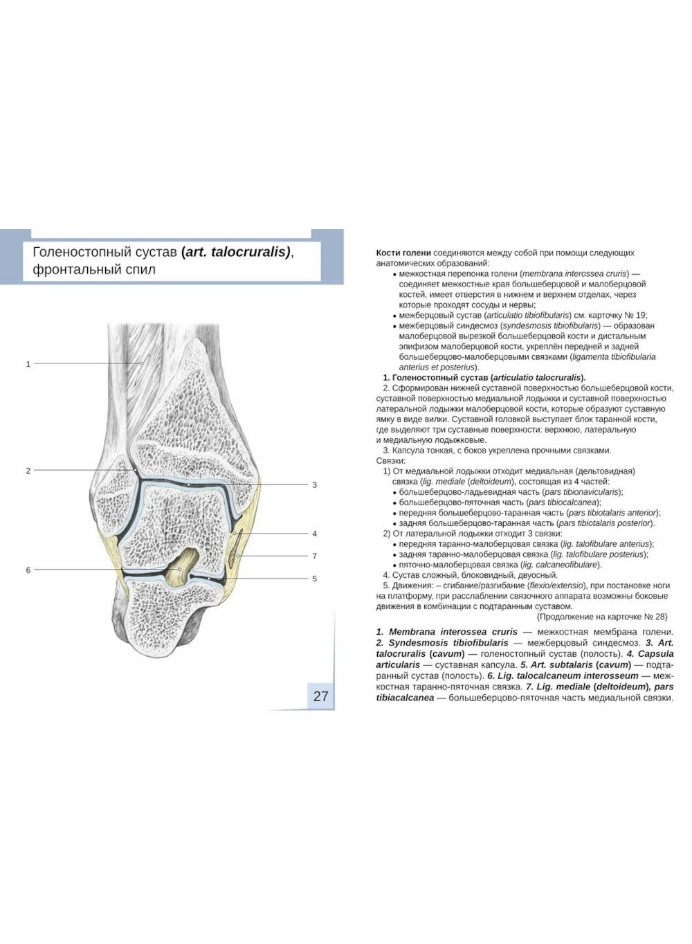 Визуальная анатомия человека. Артросиндесмология: Учебное пособие (карточки 3...