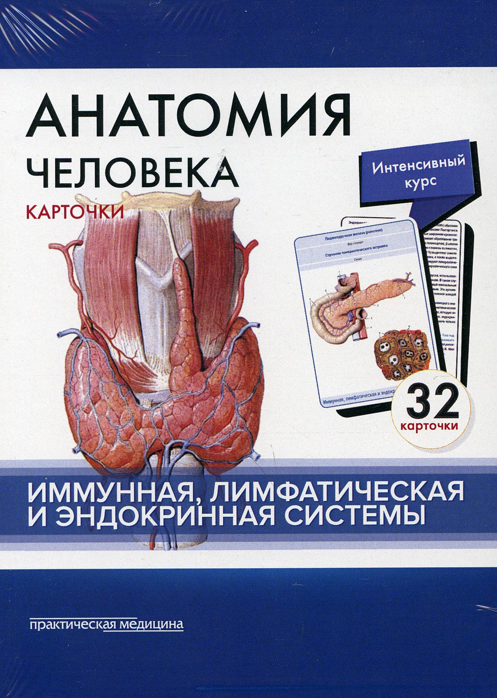 Анатомия человека: карточки. (32 шт). Иммунная, лимфатическая и эндокринная с...