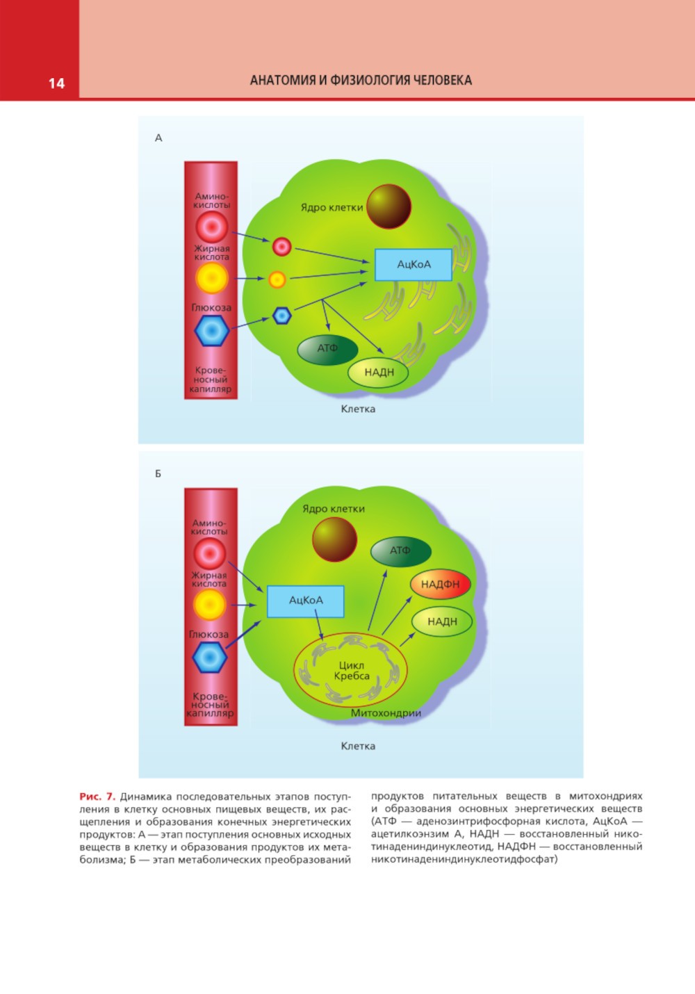 Анатомия и физиология человека: атлас