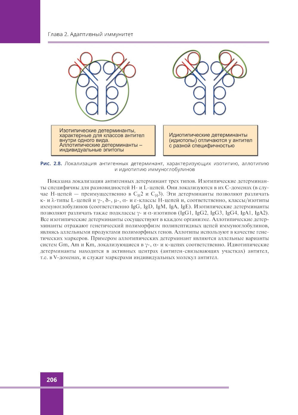 Иммунология. Атлас. 3-е изд., обновл