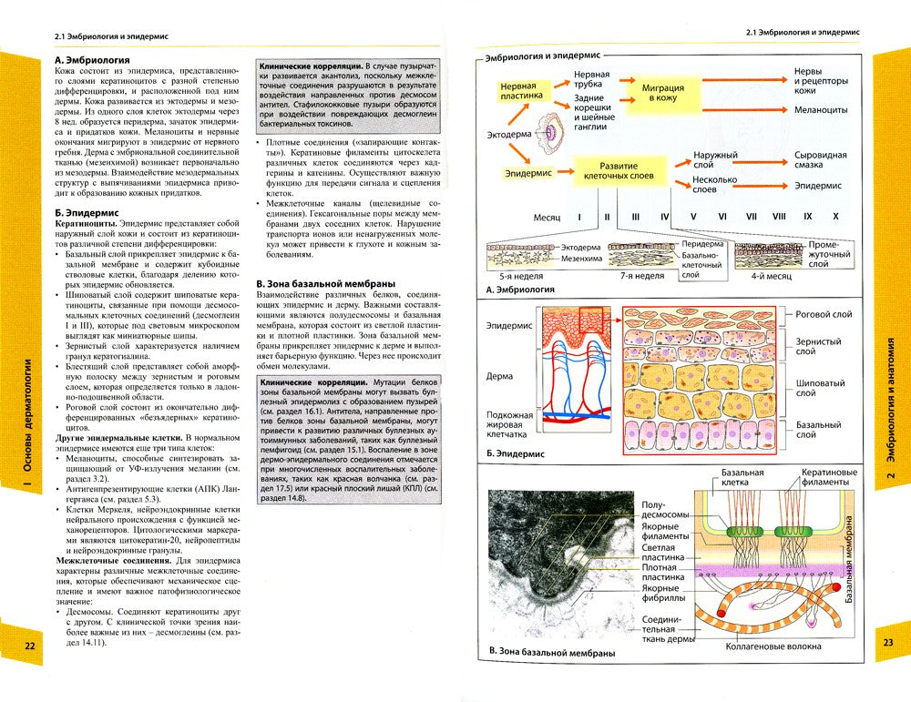 Атлас по дерматологии. 4-е изд