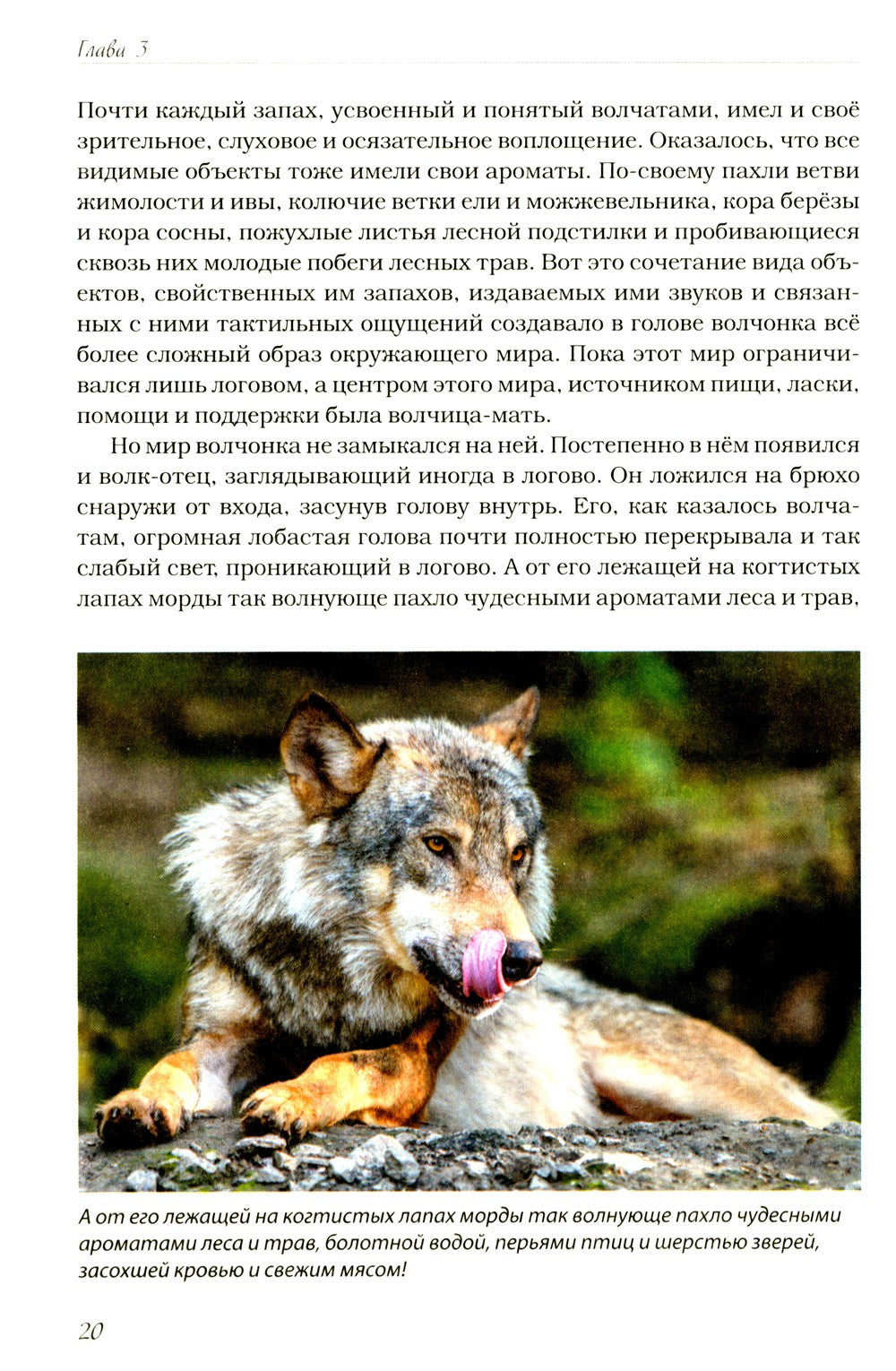 Волчьими тропами. Лесная быль