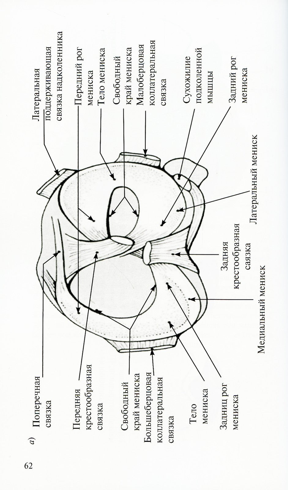 Лучевая диагностика повреждений коленного сустава (Конспект лучевого диагност...