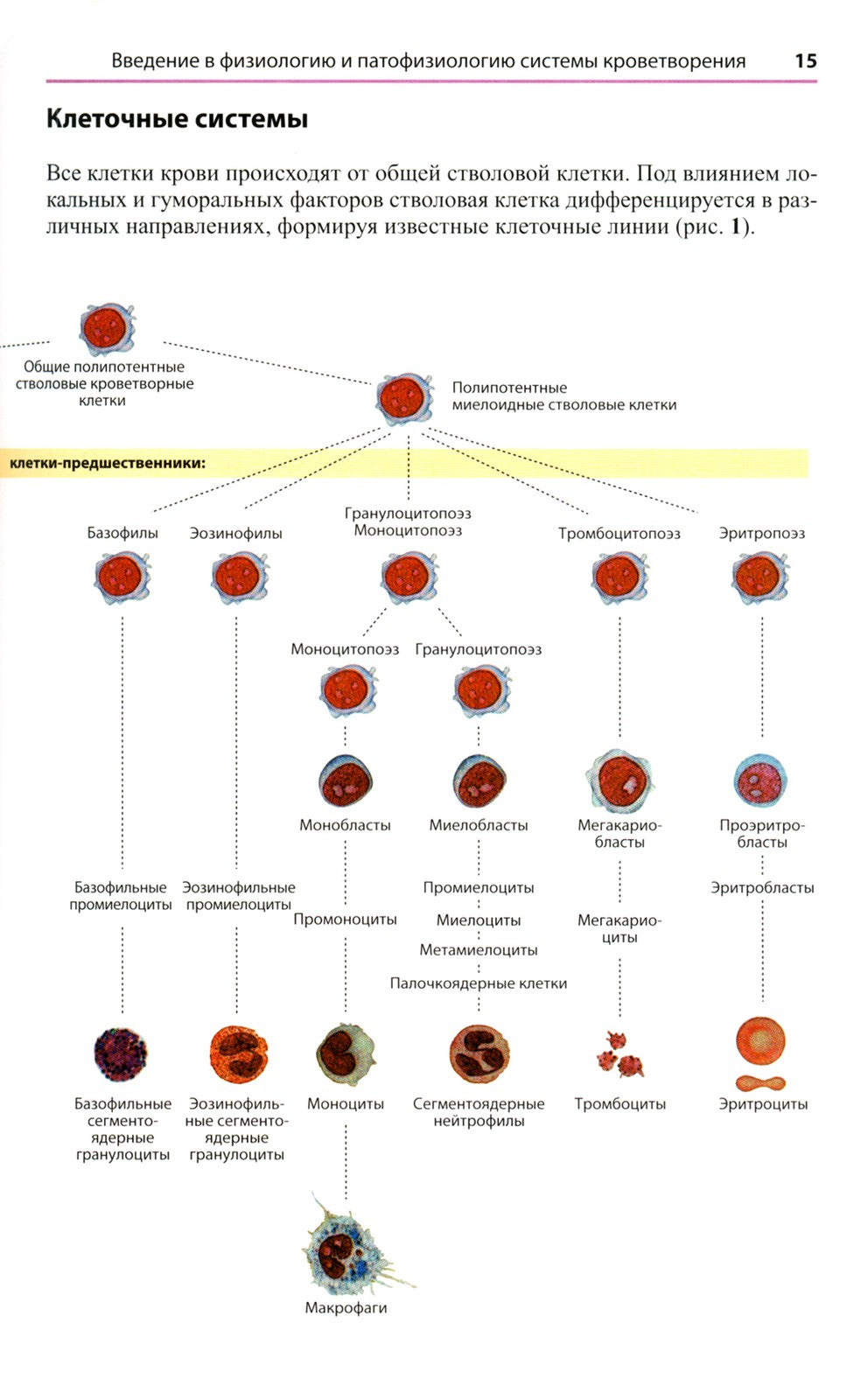 Атлас по гематологии. Практическое пособие по морфологической и клинической д...