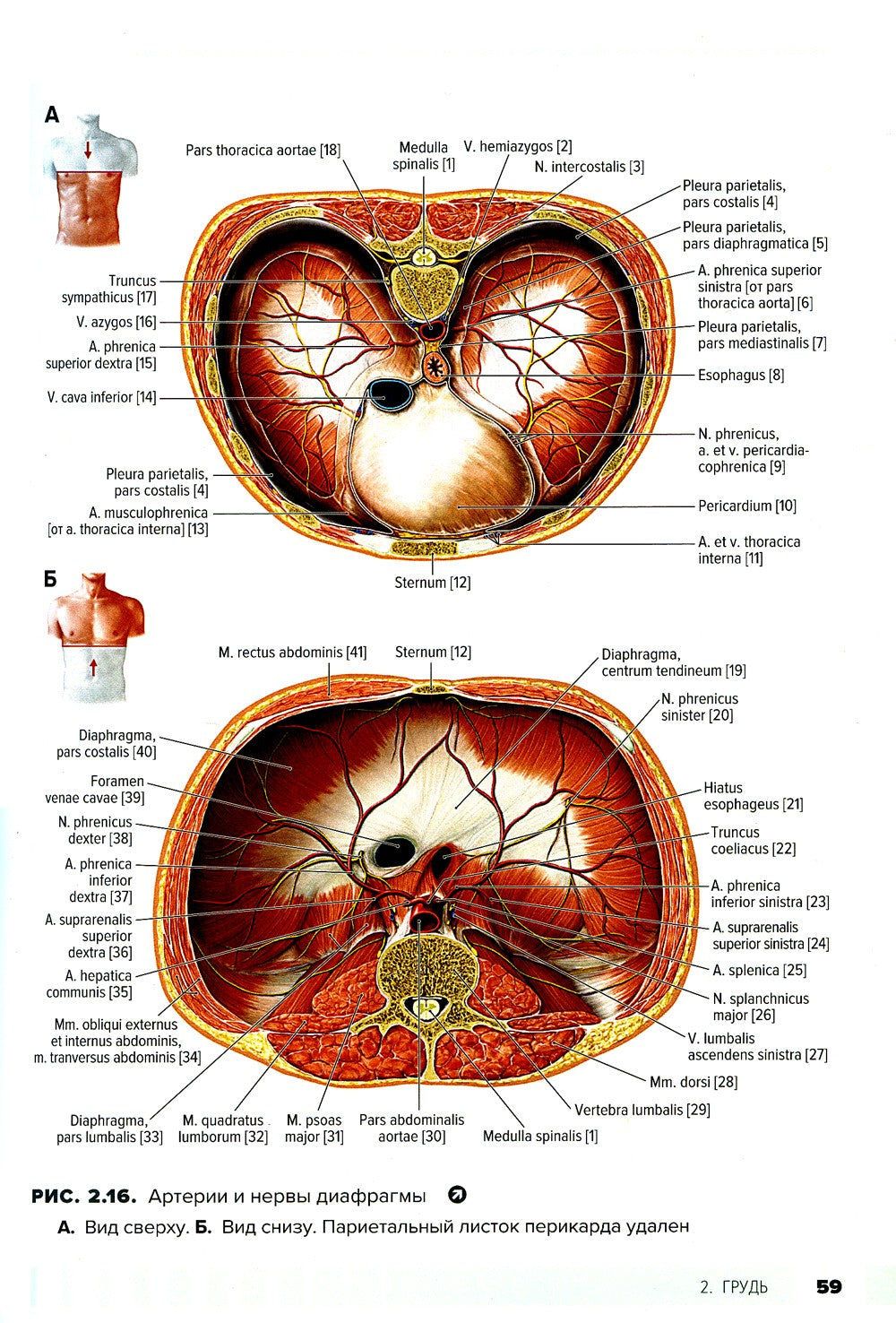 Атлас анатомии для стоматологов. В 2 т.Т. 1: Общая анатомия. Голова