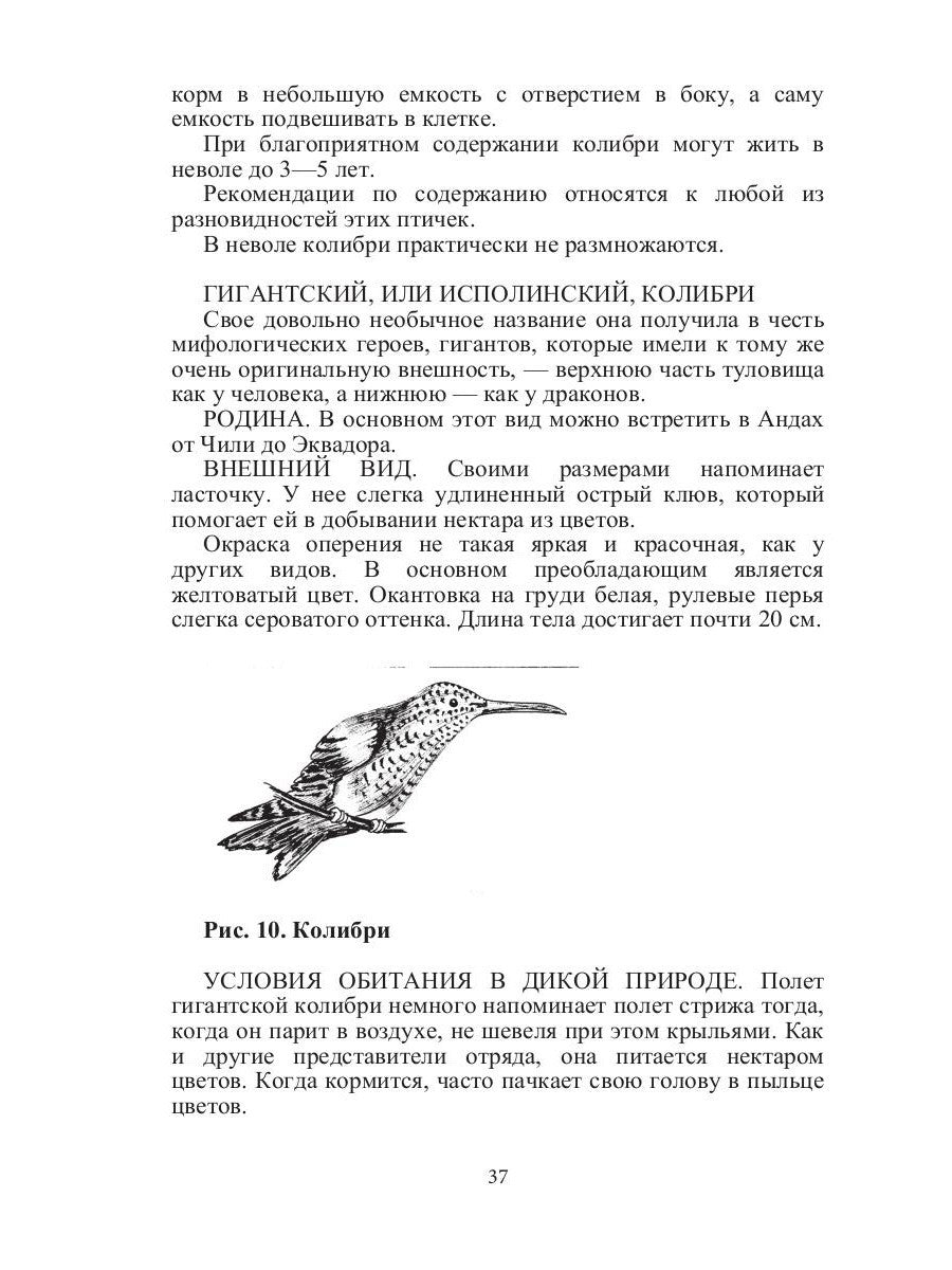 Такие знакомые птицы: гуси, лебеди, утки, куры, стрижи, совы, орлы, соколы