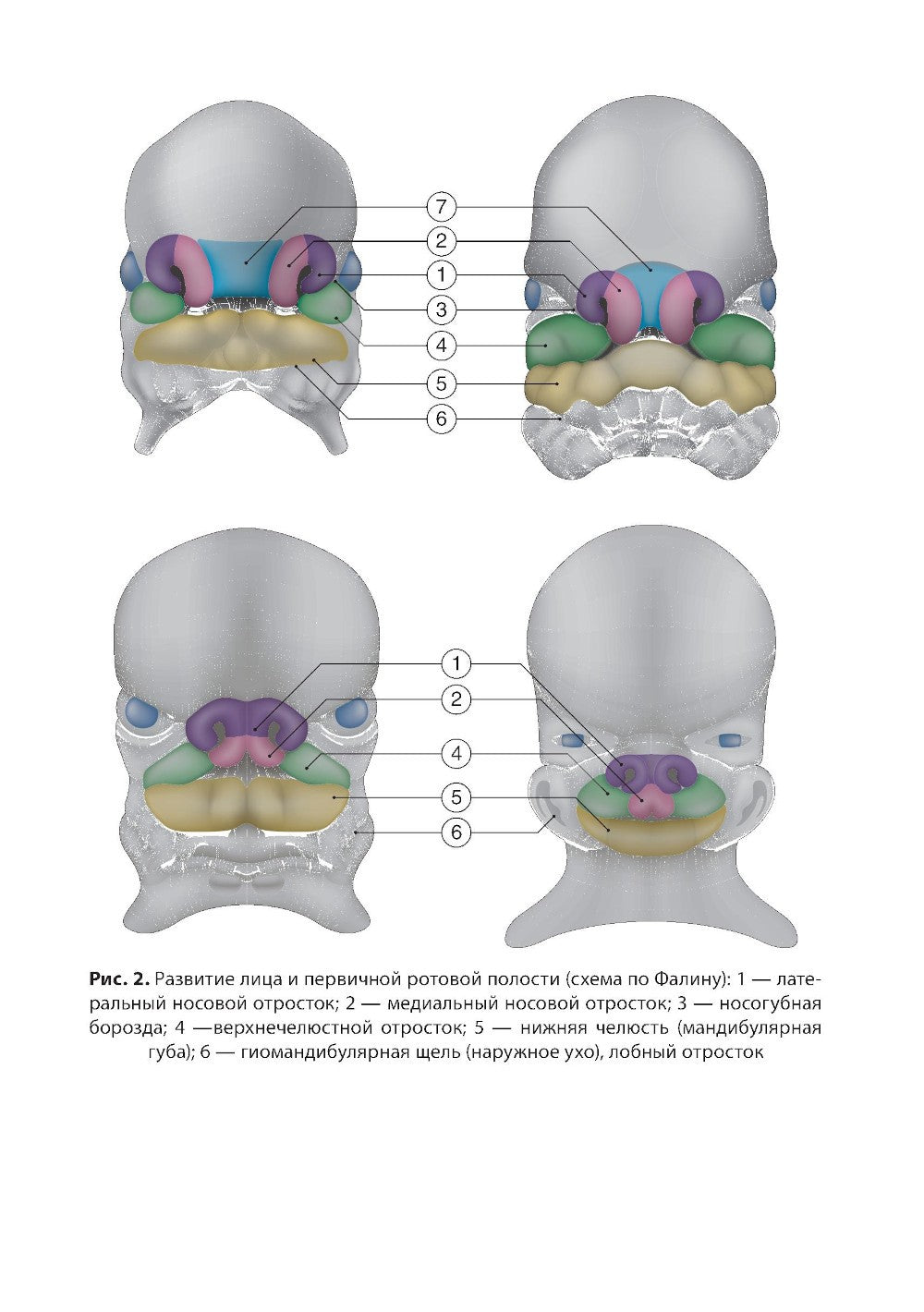 Гистология органов ротовой полости: атлас