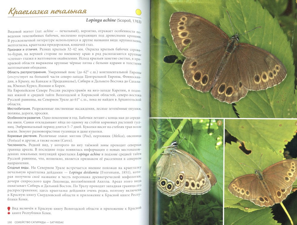Дневные бабочки Европейского Севера России: Атлас-определитель
