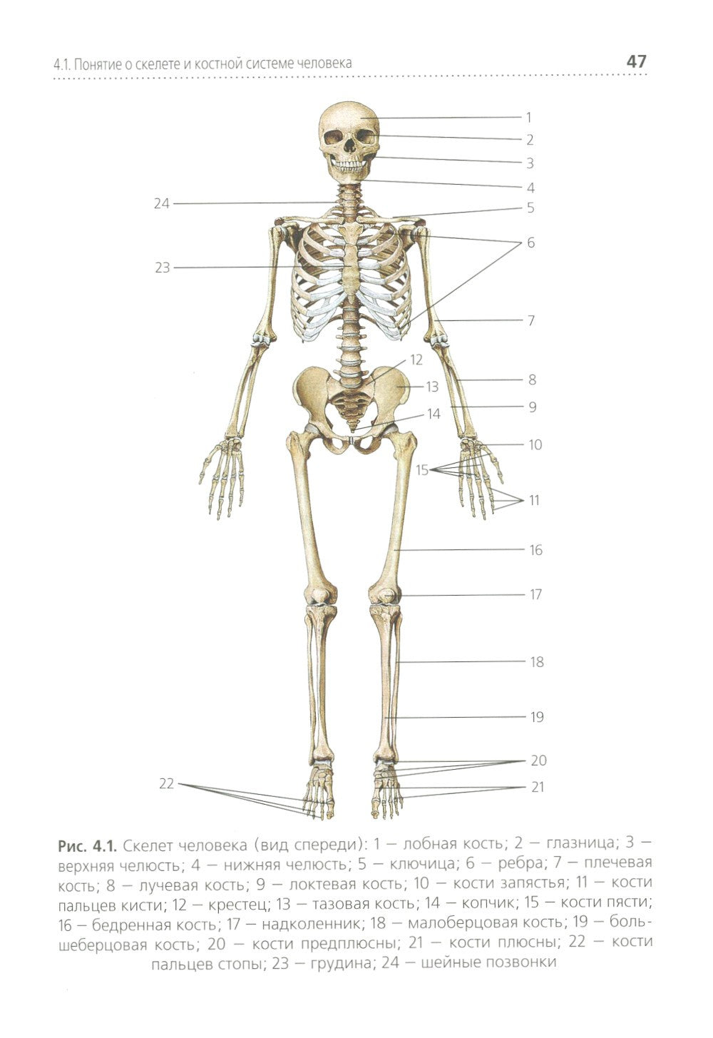 Анатомия и физиология человека. Иллюстрированный учебник
