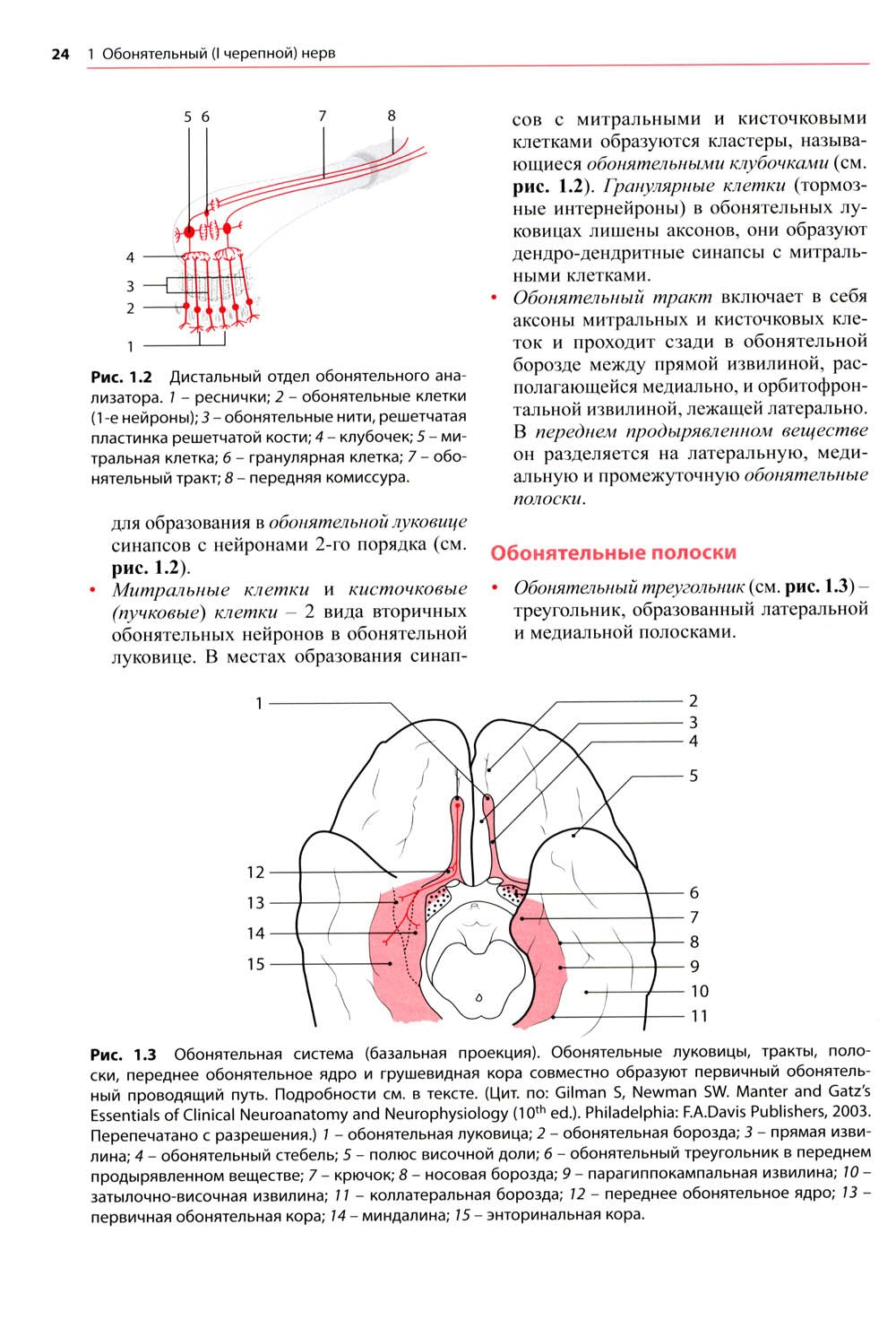 Черепные нервы: анатомия, патология, визуализация. 3-е изд