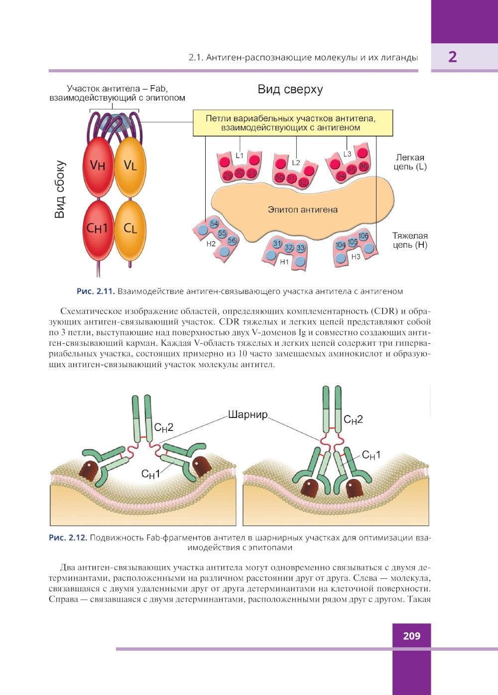 Иммунология. Атлас. 3-е изд., обновл