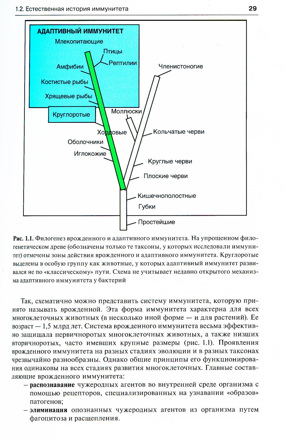 Иммунология по Ярилину: Учебник. 2-е изд., испр. и доп