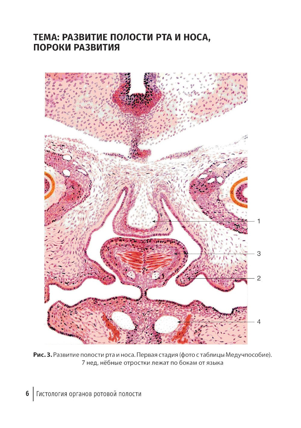 Гистология органов ротовой полости: атлас