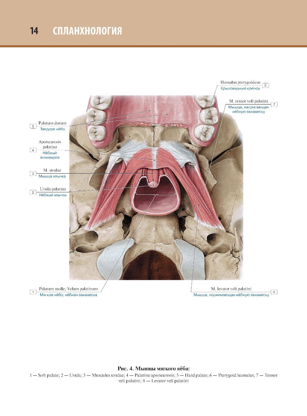 Анатомия человека: атлас: В 3 т. Т. 2. Спланхнология