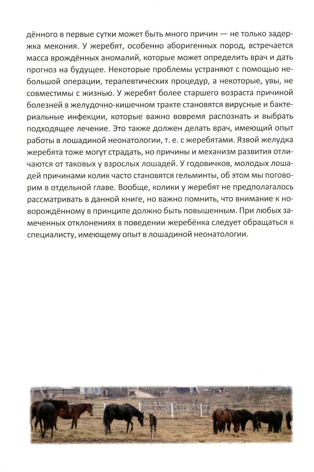 Колики у лошадей. Понятие. Признаки. Первая помощь. О чем нужно знать коневла...