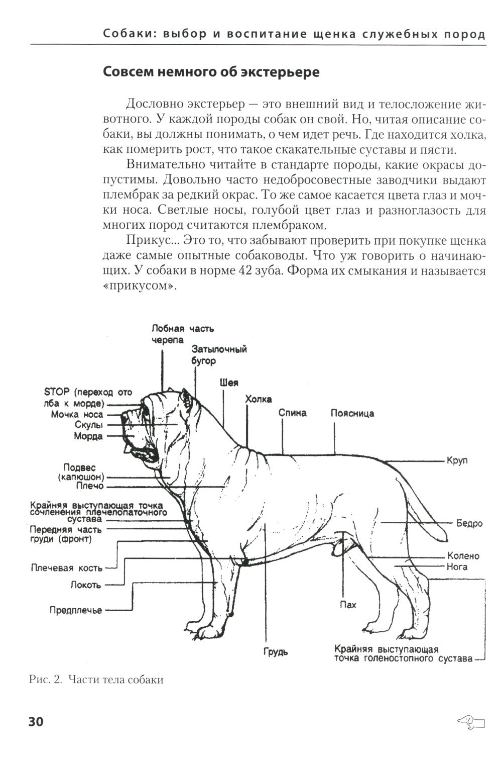 Собаки: выбор и воспитание щенка служебных пород
