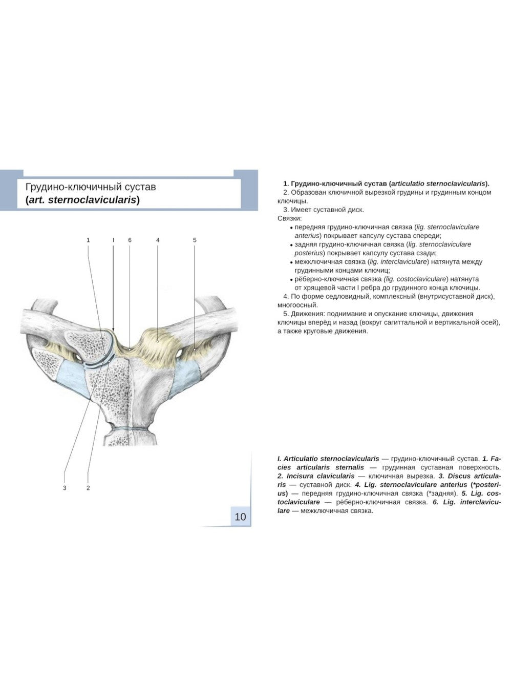 Визуальная анатомия человека. Артросиндесмология: Учебное пособие (карточки 3...