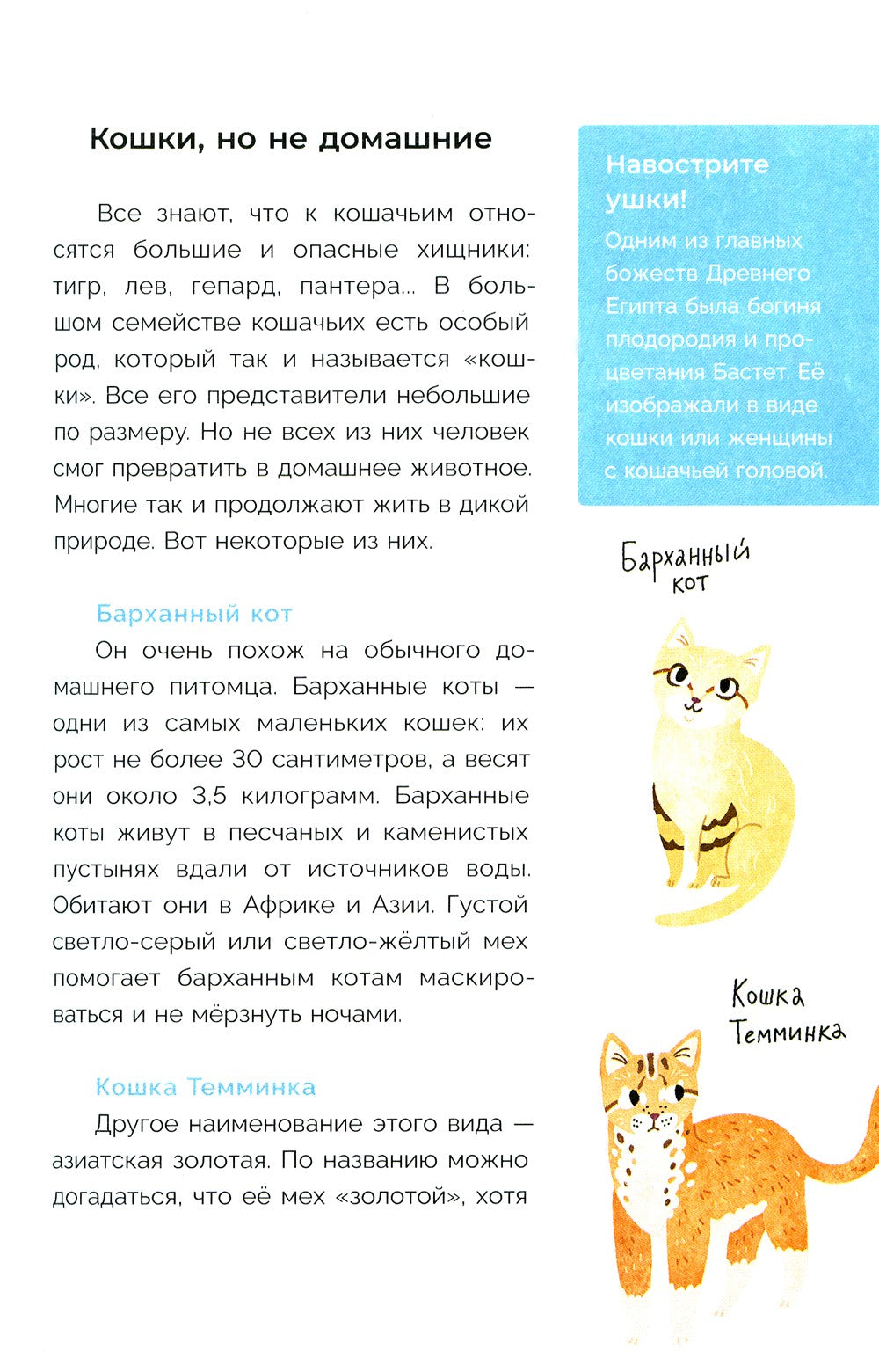 Хочу котенка! Полное пособие по уходу за питомцем