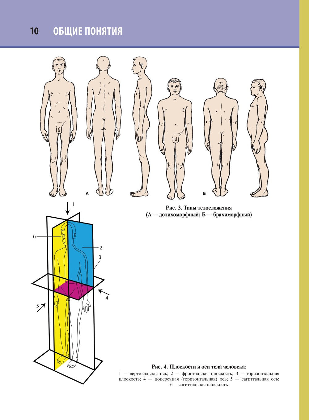 Анатомия человека. Атлас. В 3 т. Т. 1. Остеология, артросиндесмология, миология