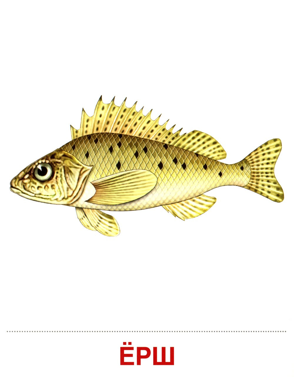 Демонстрационные картинки. Обитатели рек и озер: 16 демонстрационных картинок...