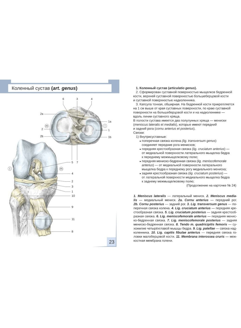 Визуальная анатомия человека. Артросиндесмология: Учебное пособие (карточки 3...