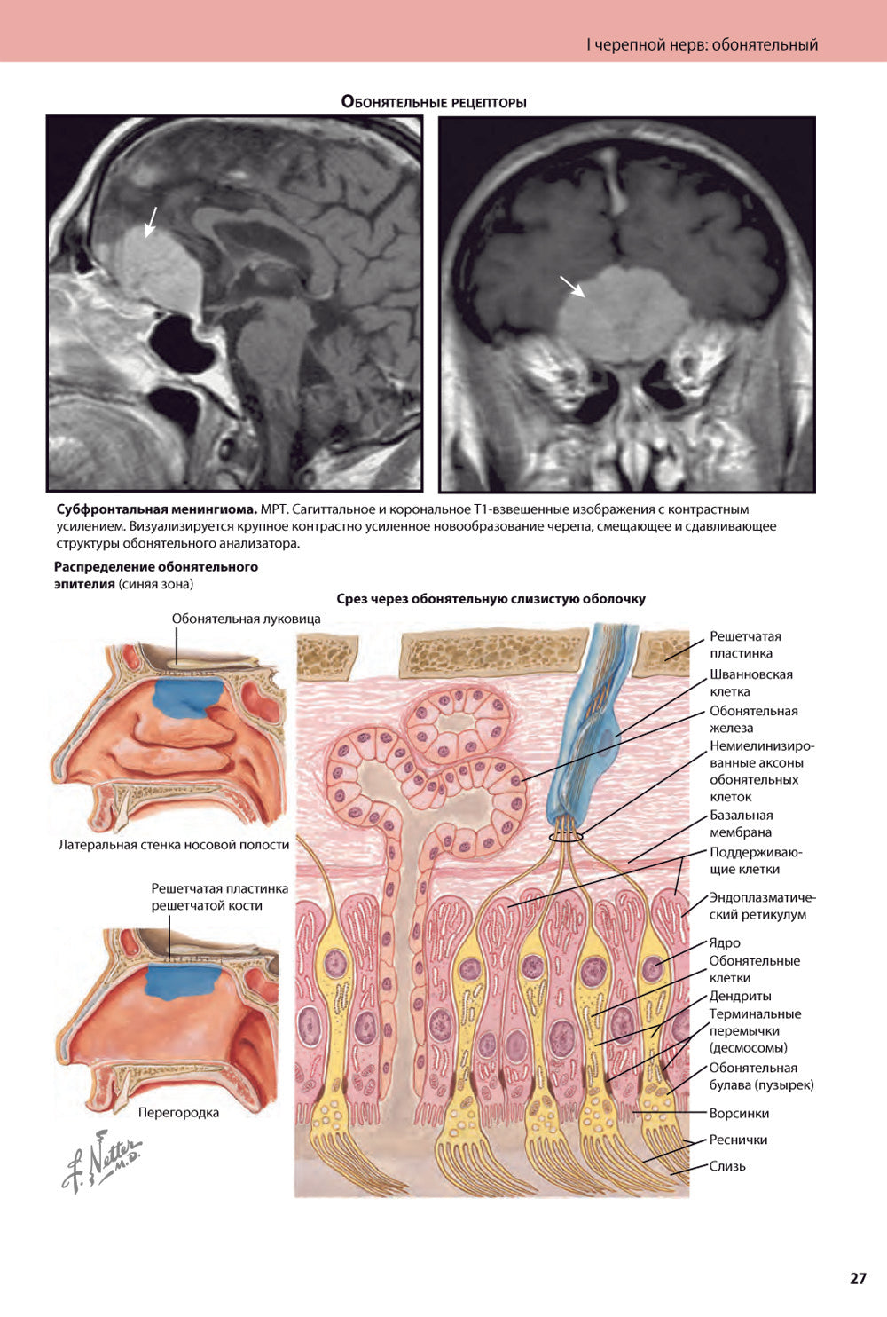 Черепные нервы. 2-е изд