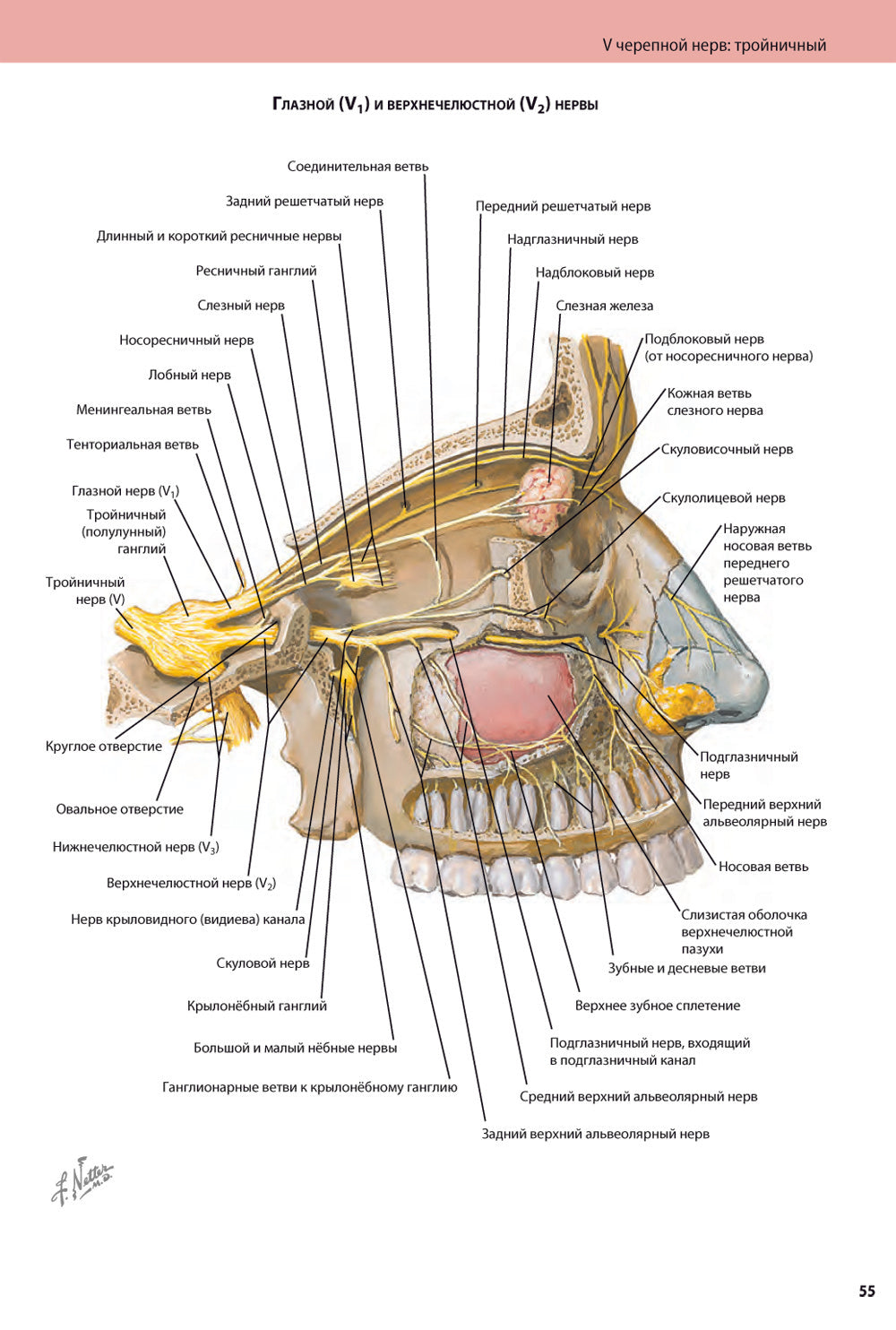 Черепные нервы. 2-е изд