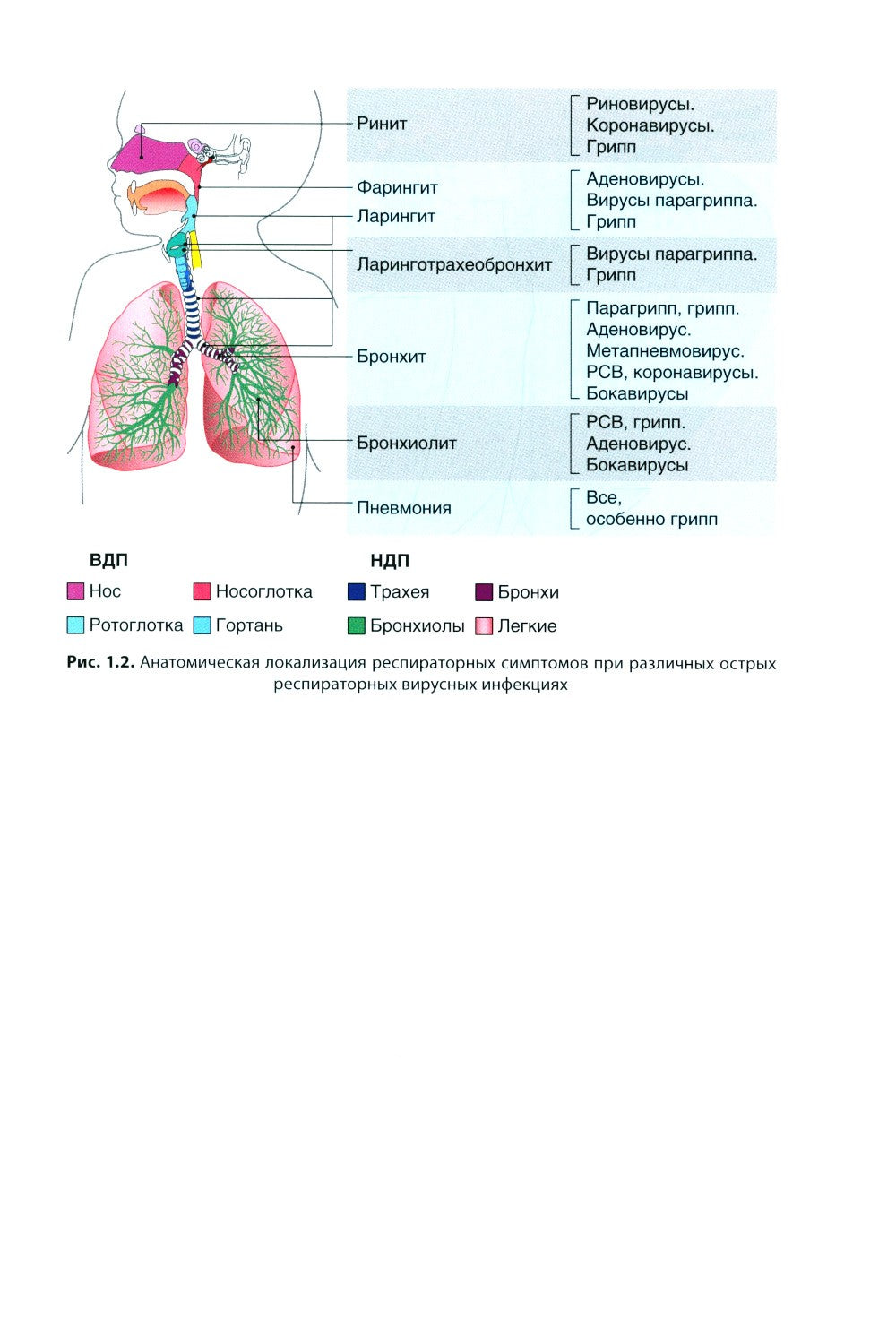 Грипп и ОРВИ в XXI веке: руководство для врачей