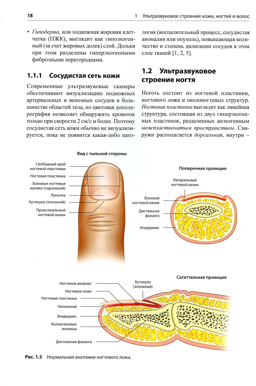 Атлас по ультразвуковому исследованию в дерматологии: мягкие ткани, кожа, при...