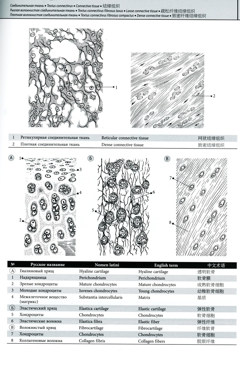 Мультилингвальный атлас анатомии человека. Т. 1: Учебно-наглядное пособие