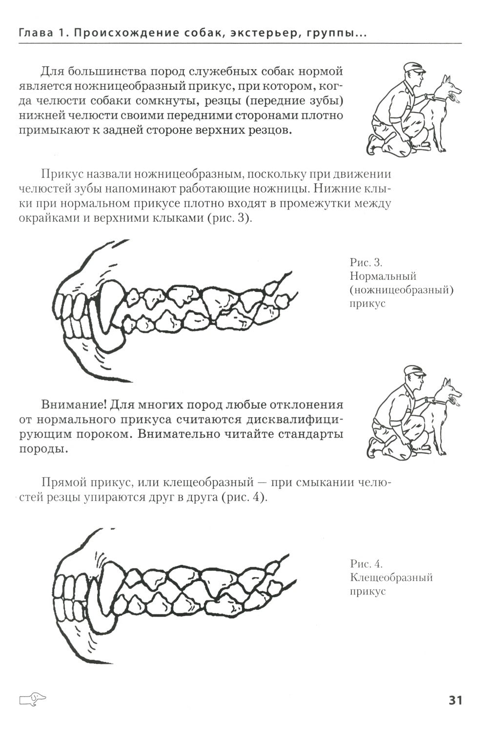 Собаки: выбор и воспитание щенка служебных пород