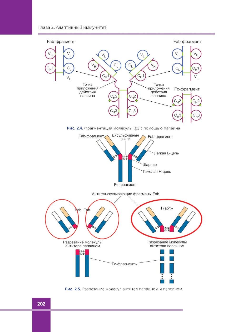 Иммунология. Атлас. 3-е изд., обновл