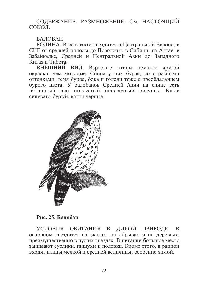 Такие знакомые птицы: гуси, лебеди, утки, куры, стрижи, совы, орлы, соколы