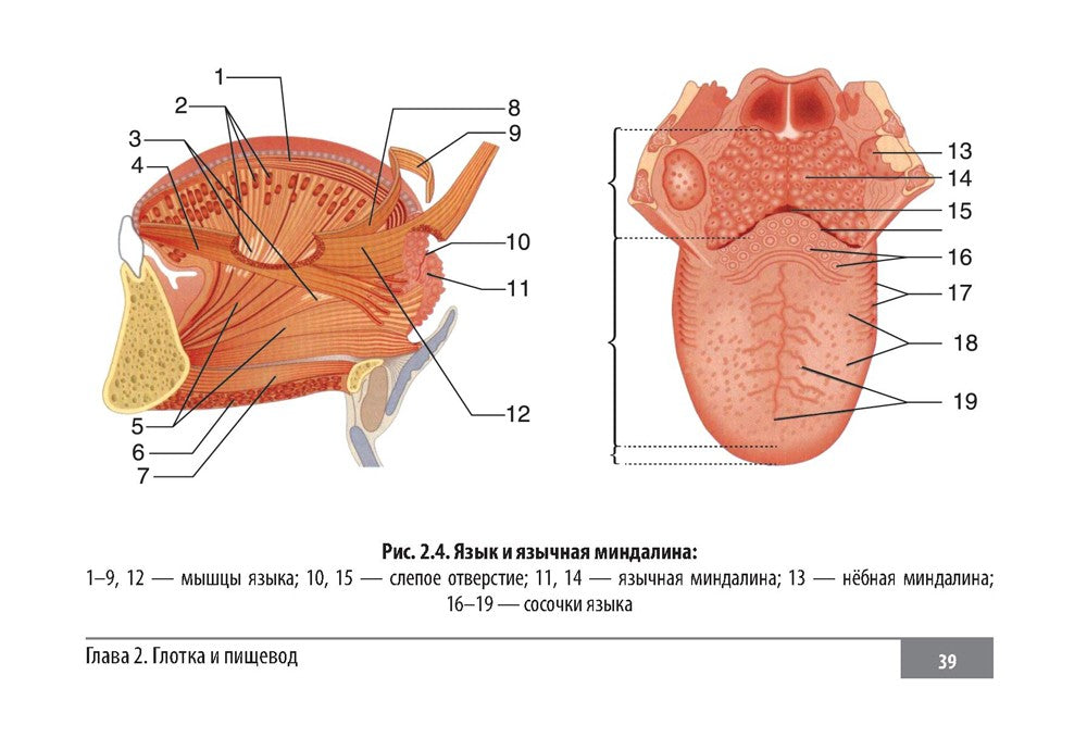Клинические нормы. Оториноларингология