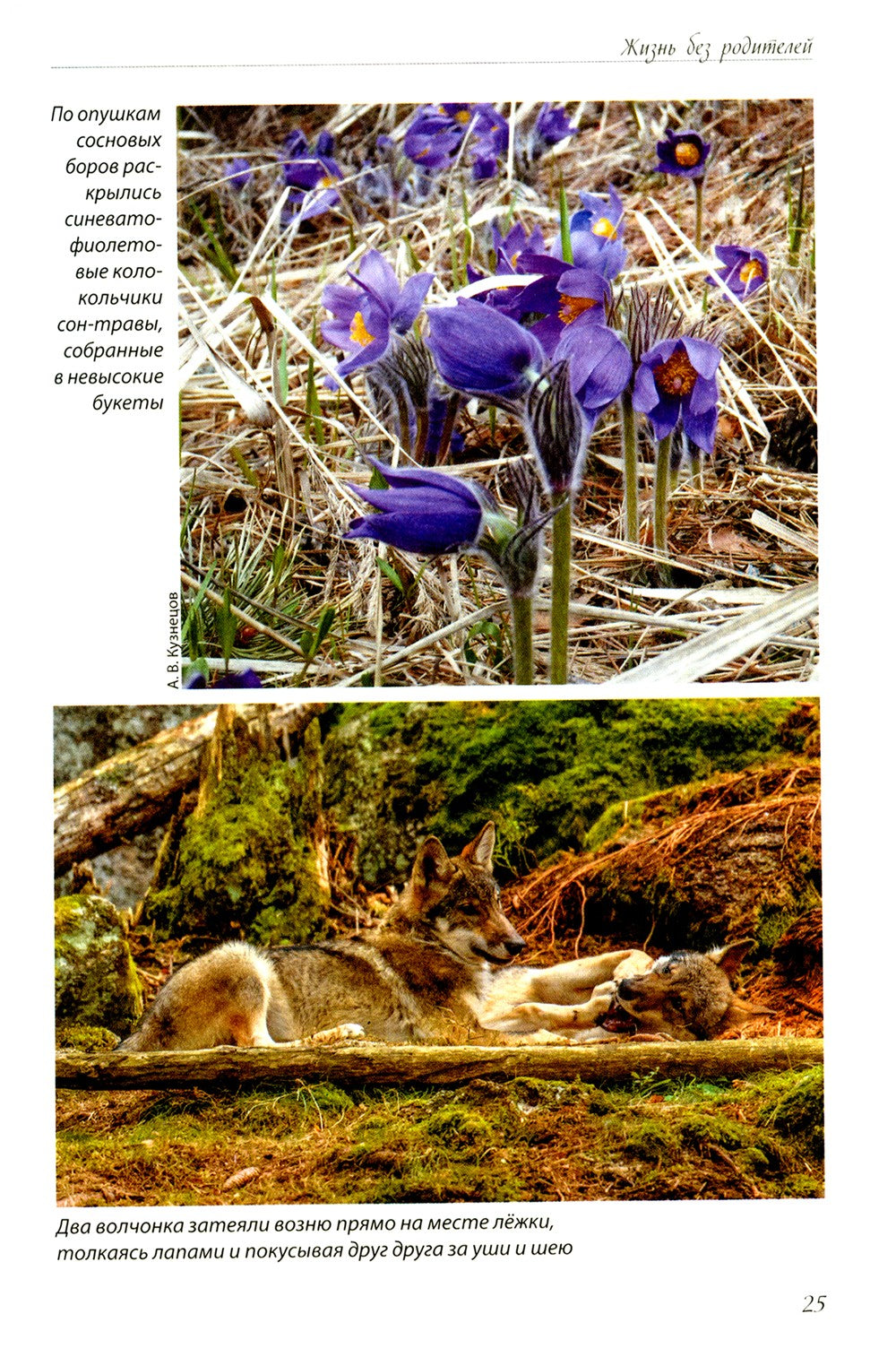 Волчьими тропами. Лесная быль