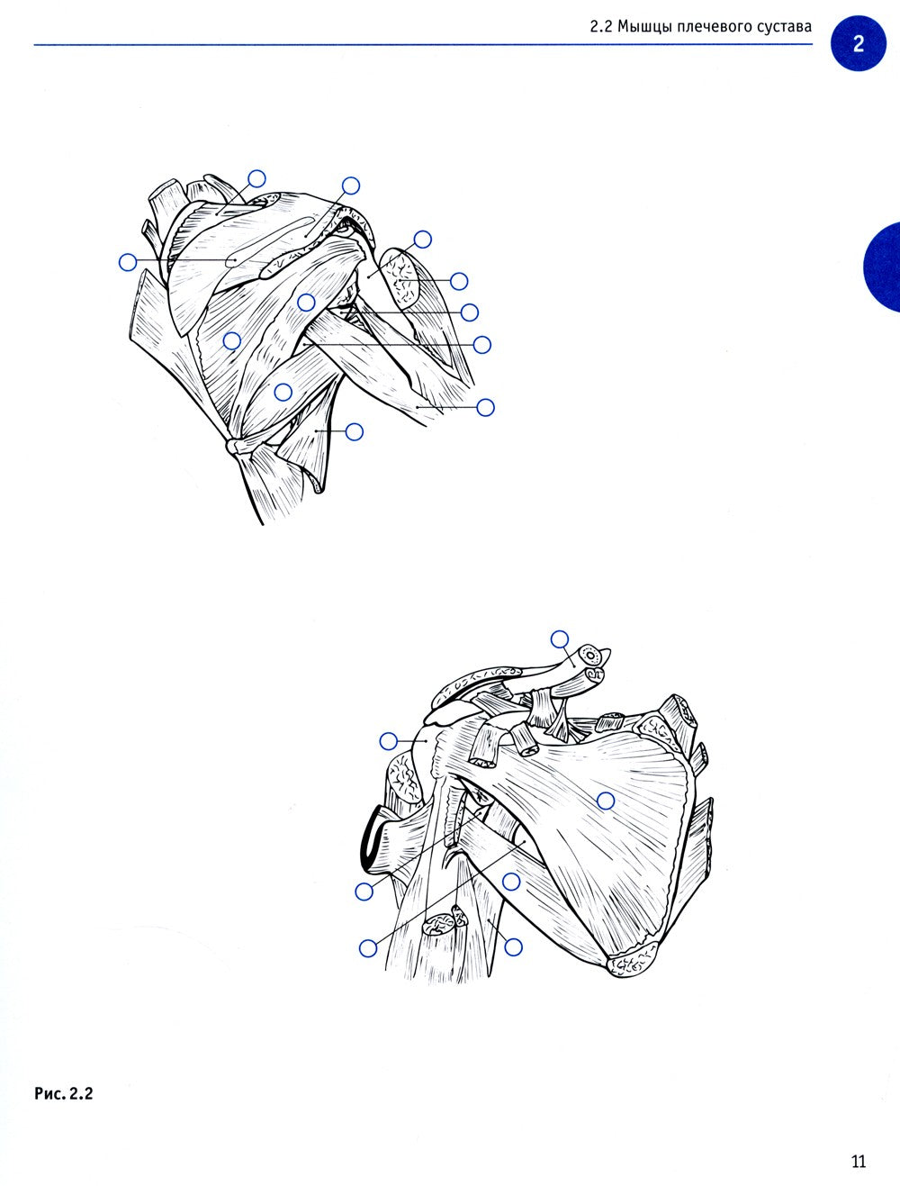 Sobotta. Рабочая тетрадь по анатомии человека