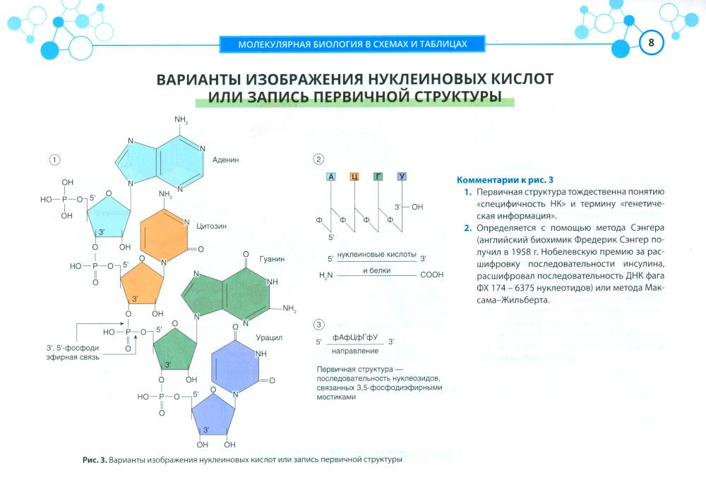Молекулярная биология в схемах и таблицах