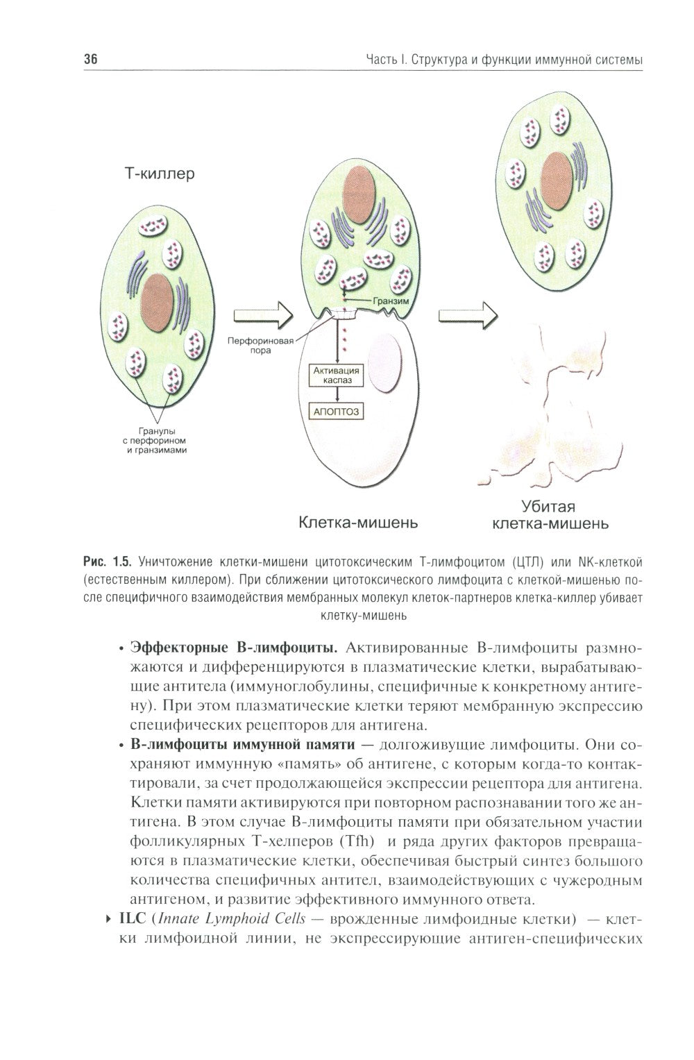 Иммунология: Учебник. 4-е изд., перераб. и доп