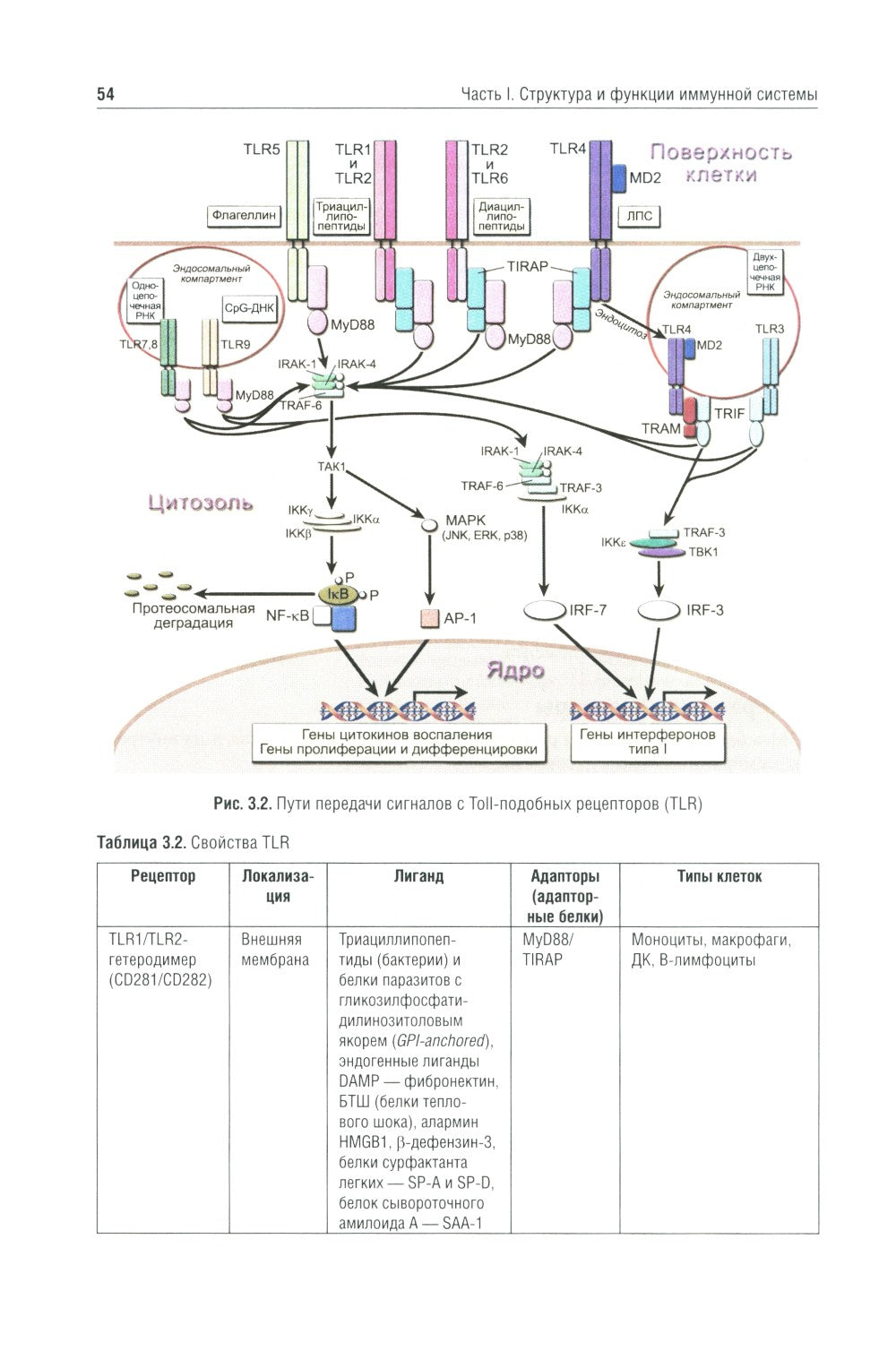 Иммунология: Учебник. 4-е изд., перераб. и доп