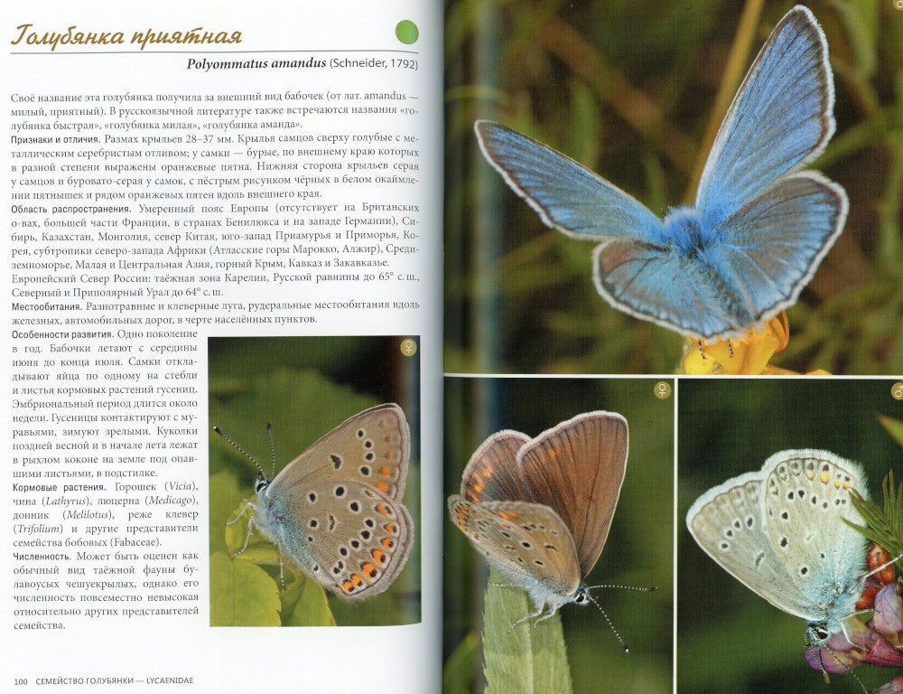 Дневные бабочки Европейского Севера России: Атлас-определитель