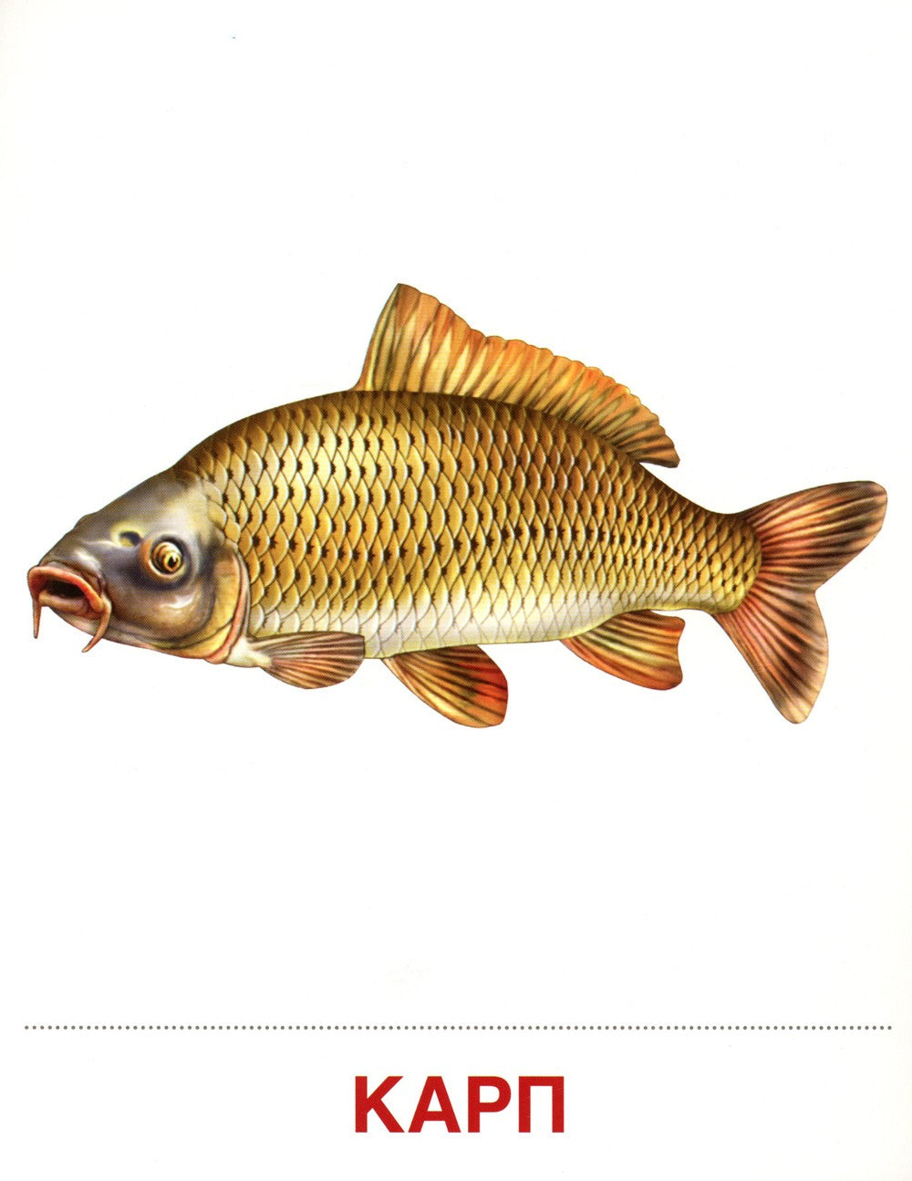 Демонстрационные картинки. Обитатели рек и озер: 16 демонстрационных картинок...