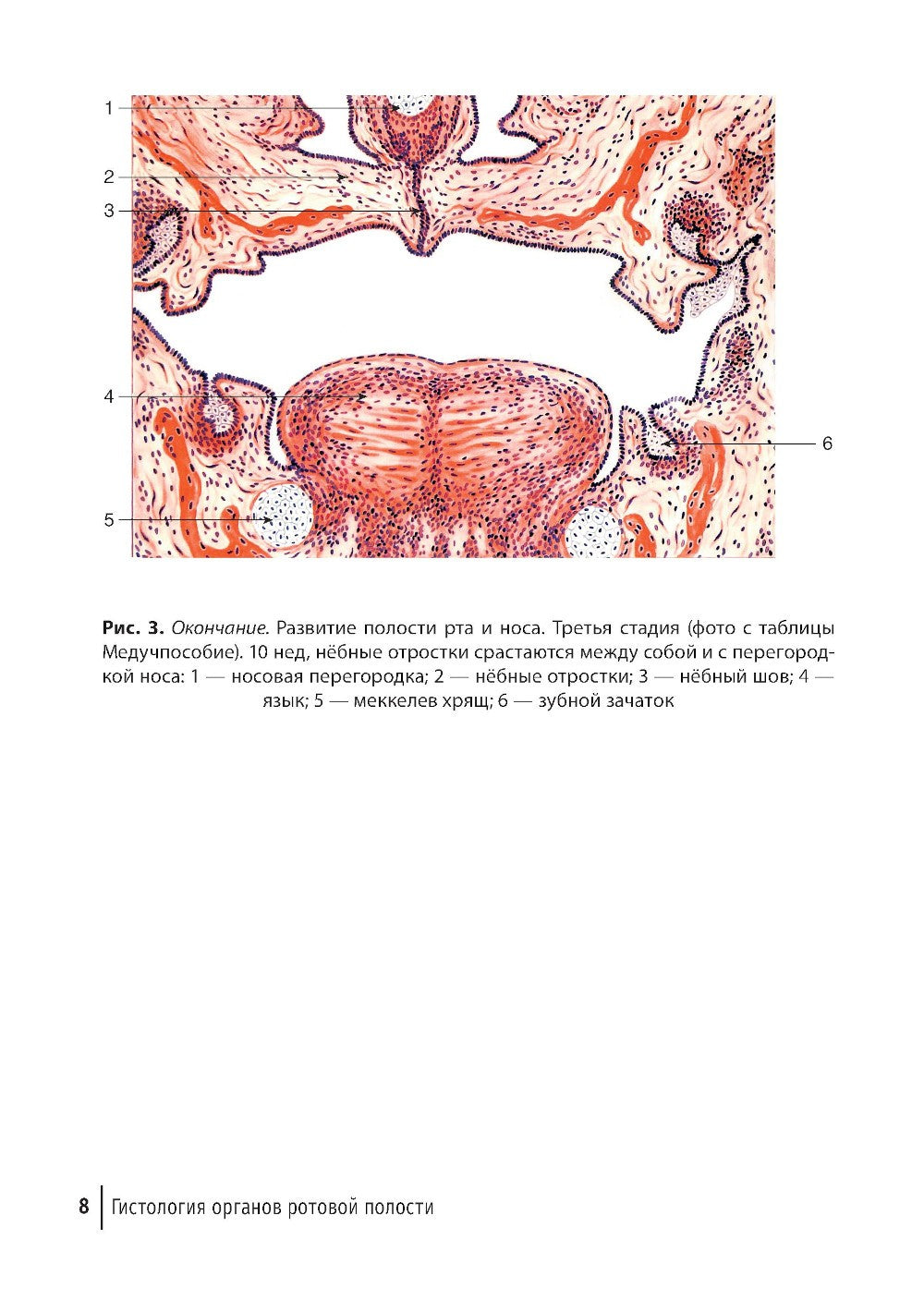 Гистология органов ротовой полости: атлас