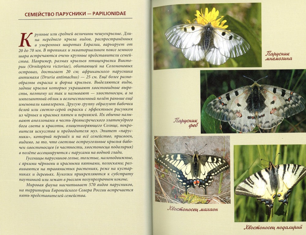 Дневные бабочки Европейского Севера России: Атлас-определитель