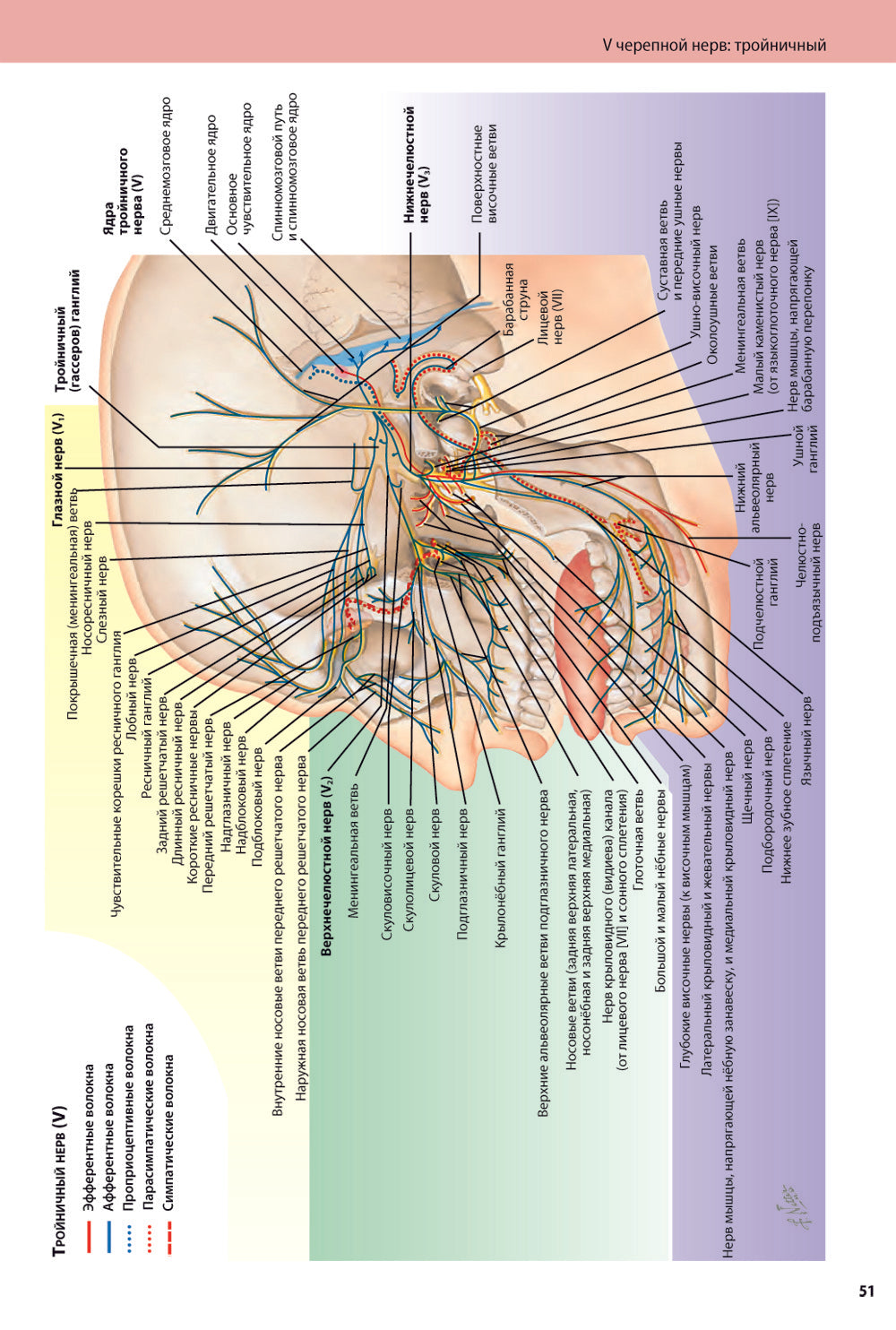 Черепные нервы. 2-е изд